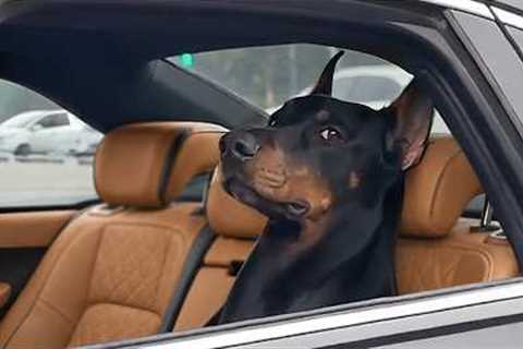 I Wasn't Prepared For The Dogs' Attitude 😂 Funny Dog Videos 2026