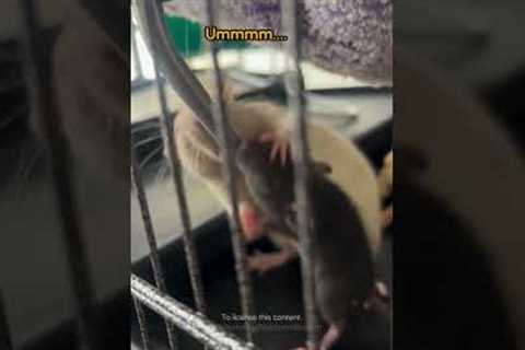 Rat Stops Another Rat With Paw