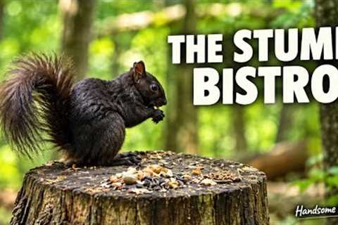 The Stump Bistro 🐿️ Table for One | 10 Hours of Relaxing Woodland Wildlife