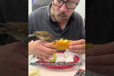 Hungry Bird Takes a Bite of Man's Taco