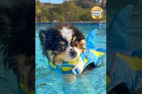 Paw Picks: Youly Flotation Vests