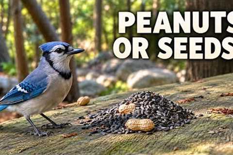 Peanuts or Seeds? What Will This Blue Jay Choose? 🐦 | 10 Hours of Forest Relaxation