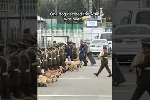 Dog Stops Walking During Parade