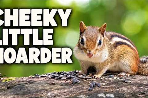 Cheeky Little Hoarder 🐿️ | 10 Hours of Chipmunk Watching &amp; Forest Relaxation
