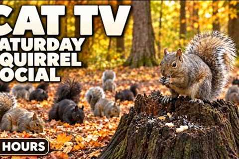 Saturday Squirrel Social 🐿️ | 10-Hour Cat TV 🐈 Videos for Cats to Watch