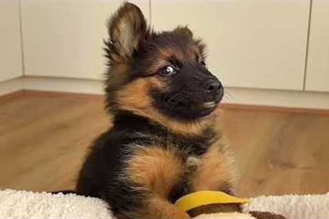 Hilarious German Shepherd Puppies Can't Stop Being Little Comedians 😂Funny German Shepherd!