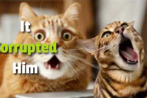 You Swore To Destroy It!” -- My Cats Biggest Betrayal