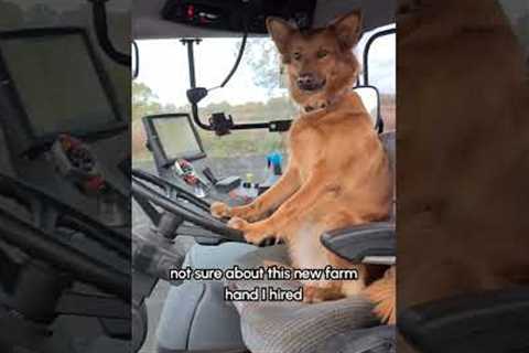 Dog Drives Tractor Around the Farm