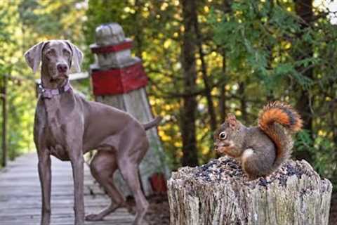 Just One More Seed… 🐿️ | 10 Hours of Cat TV & Woodland Relaxation