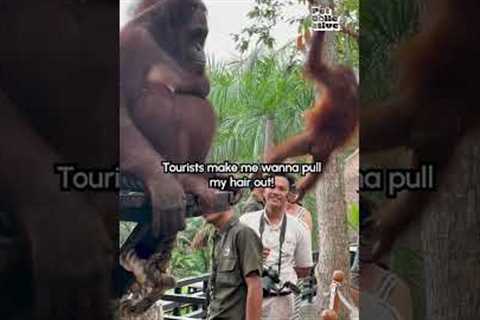 Primates or Nightmare Fuel?!