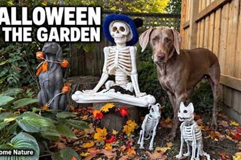 Squirrels Spooky Garden 🎃 Halloween with Handsome Nature