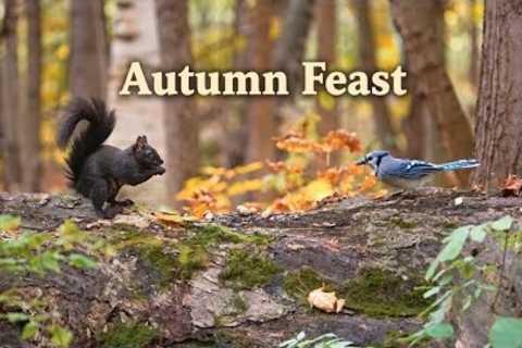 Autumn Feast 🍂 Blue Jays &amp; Nuthatches | Video for Cats to Watch