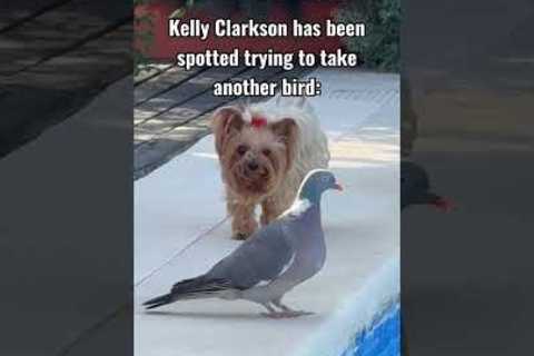 Birds everywhere are in danger 🤣🤣 #kellyclarkson #NYC #birds #artofplay #funny #meme