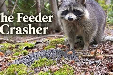 The Feeder Crasher 🦝 Blue Jays &amp; a Raccoon | Video for Cats to Watch