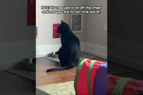 “What does it take to get some service around here?!” - 🐈‍⬛ #Cat #BlackCat #CatShorts