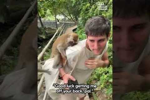 Primates or Nightmare? Part 2