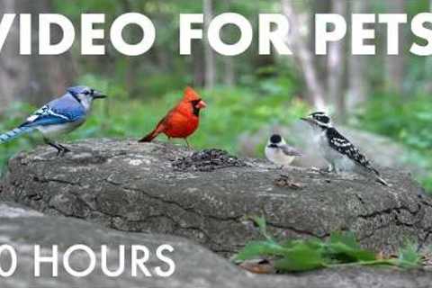 Cat TV for Pets to Watch 🐱 - Birds, Squirrels and Chipmunks in the Forest - 10 Hour Video
