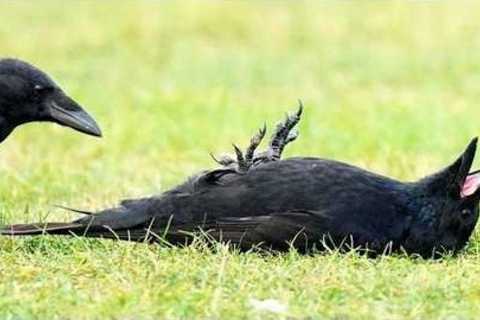 Hilarious CROWS Can't Stop Being DRAMATIC! 🐦⬛🤣 Top Funny Crow Videos 2026