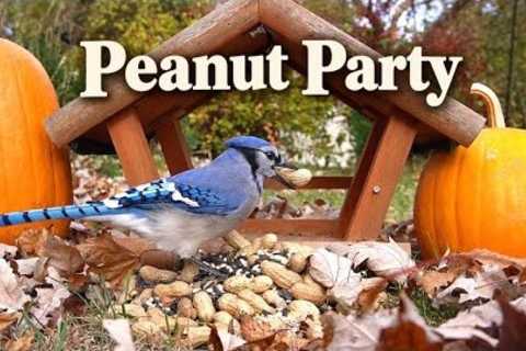Peanut Party! 🥜 Blue Jay Buffet | Video for Cats to Watch