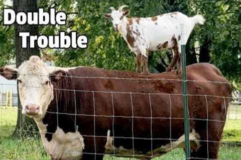 🐄 Prepare for Trouble and Make It Double! 🐐 | Hilarious Farm Animal Fails