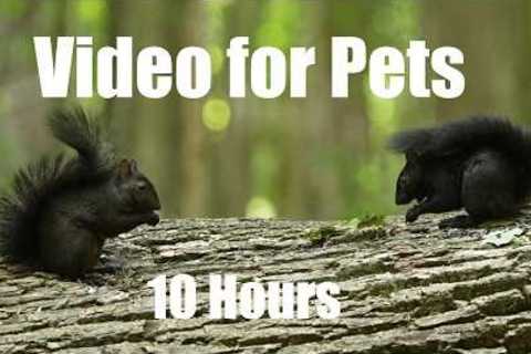 Sunday Morning Brunch for Birds, Squirrels and Chipmunks - 10 Hour Cat TV for Pets to Watch 🐱