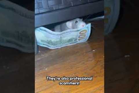 Rat Pulls off $100 Heist and Hides Under Furniture