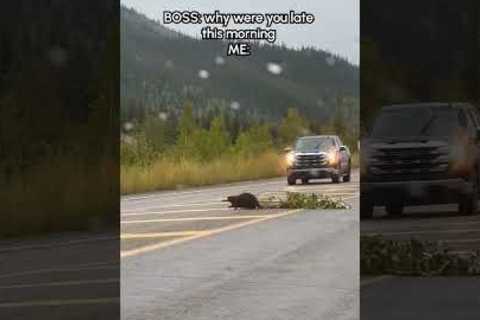 Beaver Blocks Highway Traffic While Hauling Massive Branch