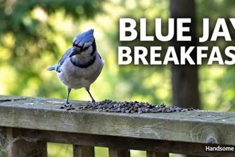 Blue Jay Breakfast 🐦 Video for Cats &amp; Bird Lovers | Handsome Nature