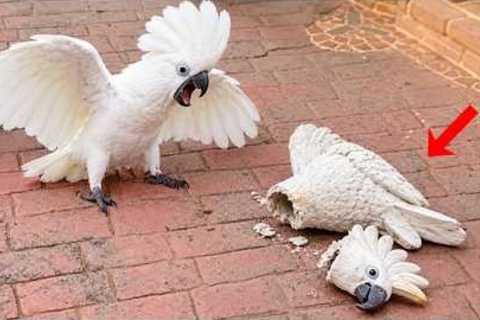 When PARROTS Take DRAMA to a Whole New Level! 🤣 Funniest Parrot Videos