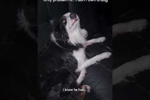My Neighbors Dog Keeps Sneaking Into My House...