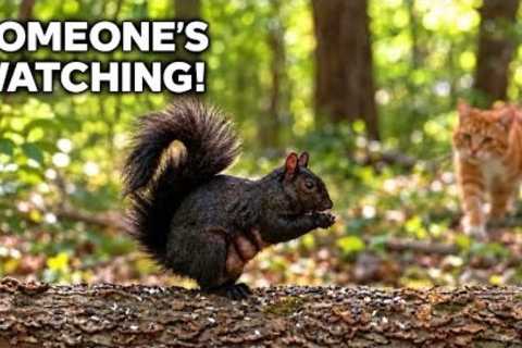Someone’s Watching! 🐿️ Black Squirrel Snack Time | Video for Cats