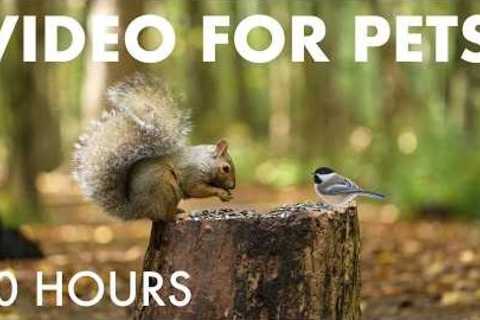 Squirrels, Chipmunks and Forest Friends in Fall 🍁 - 10 Hour Cat TV for Pets to Watch