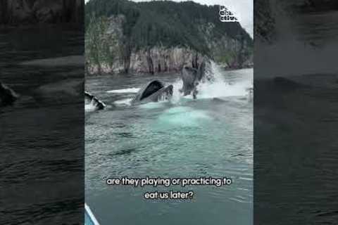Whales are Terrifying! 😨💥🐋  #Whalefall #Whale #Ocean
