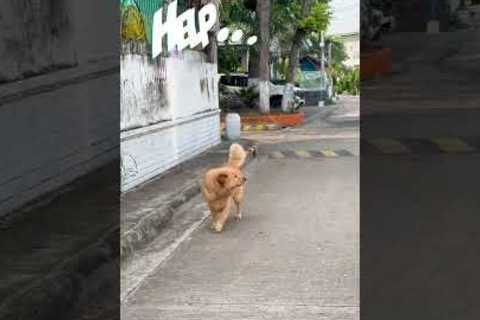 I wouldn't trade my bodega cat for the world | The FUNNIEST Pets of the Week