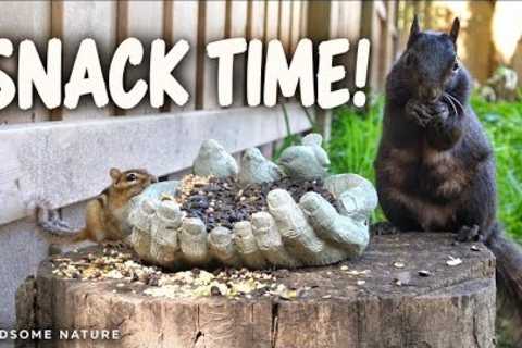 Autumn Squirrel Frenzy - Backyard Bliss for Cats and Pets
