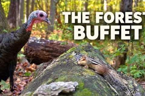 The Forest Buffet 🦃🐿️ Wild Turkey &amp; Chipmunk Share a Woodland Feast