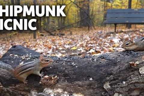 Chipmunk Picnic 🍂 Autumn Forest Wildlife | Videos for Cats