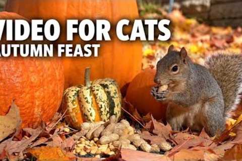 Video for Cats to Watch 🐿️ Squirrel’s Autumn Feast Among the Pumpkins