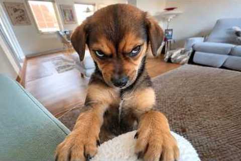 Angry Puppies Are TOO Funny to Be SCARY! 🤣 Most Hilarious Puppy Videos