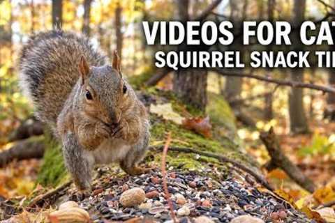 Video for Cats to Watch 🐿️ Squirrel Snack Time in the Autumn Forest